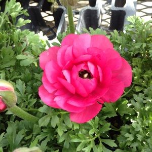 Meet your Posher, Sherry